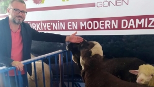 Festivalde Türk Merinos koyununa yoğun ilgi
