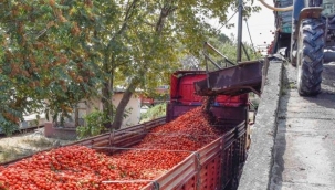 Karacabey'in salçalık domatesi karaborsa