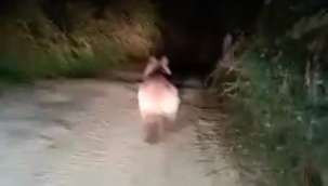 Mahalleye inen ayıyı ormana kovaladılar