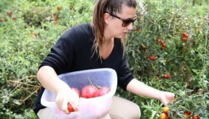 Nilüfer'de Kent Bostanları’nda tohum alma zamanı