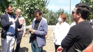 Siyah incir ihracatın gözdesi