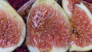 Siyah inciri Çin pazarına girmeye hazırlanıyor