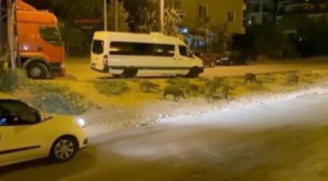 Sürü halinde şehre indiler