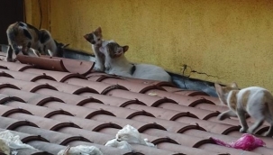 Uyanık kedi iyi yere dükkân açtı