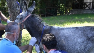 Yangınzede eşek iyileşince emekliye ayrılacak