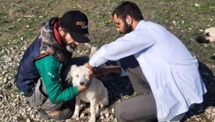 360 sokak hayvanının aşıları yapıldı