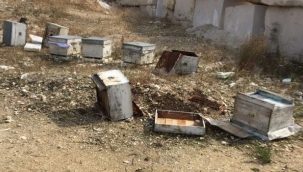Arıcıların başı, ayılarla dertte