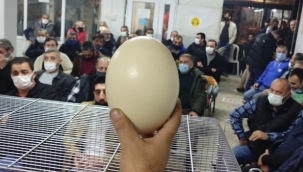 Deve kuşu yumurtası için yarıştılar