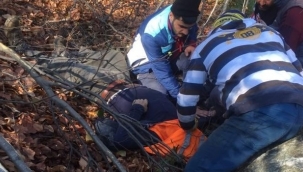 Devrilen ağacın altında kaldı hayatını kaybetti