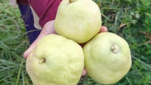 Hasat edilen armutların 3 tanesi 1,5 kilo