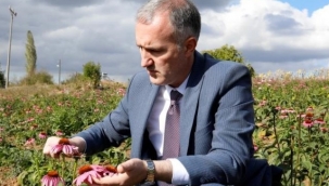 İnegöl’de ilk kez ekinezya hasadı yapıldı