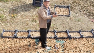 Kanatlı hayvan gübresiyle ceviz üretimini ikiye katladı