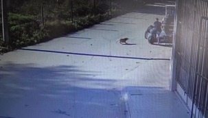 Köpekten kaçarken yol kenarındakilere böyle çarptı