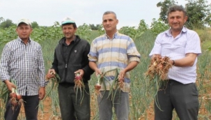 Soğanda verim düşünce fiyatlar sabit kaldı