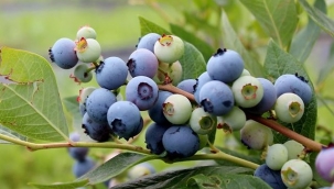 Üretimi 10 kat arttı...Belediyeden bir destek daha geldi