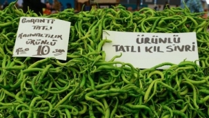 Ürünlü kıl sivri biberi coğrafi işareti hak ediyor