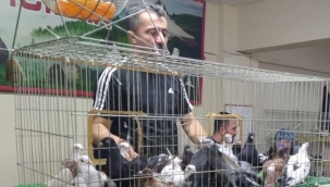 Uyumayıp güvercin mezadına akın ettiler