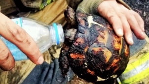 Yangının ortasında kalan kaplumbağayı itfaiye ekipleri kurtardı