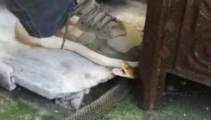 Yılan eve girdi, herkes evi boşalttı