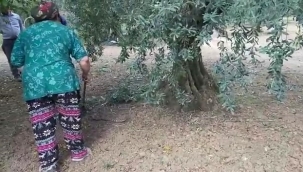 Zeytin toplarken yılan saldırdı