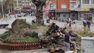270 yıllık çınar lodos sebebiyle devrildi