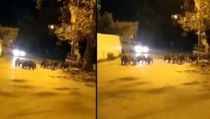 Aç kalan domuz sürüsü ilçe merkezine indi