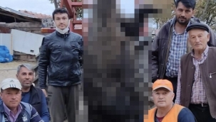 Avcılar 400 kiloluk domuz avladı