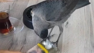 Beleşçi karga masa masa gezip karnını doyuruyor