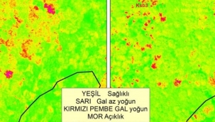 Gal arısı ile mücadele sonuç verdi