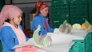 Hem göze, hem mideye hitap ediyor