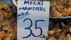 İnsanlar zehirli sanıyor, faydaları saymakla bitmiyor