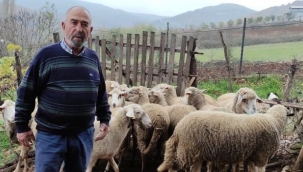 Kurtlar köye dadandı köylü korku içinde