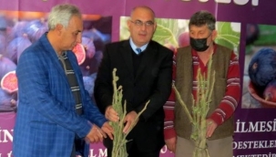 Mudanya'da siyah incir bahçesi projesi başladı