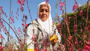 Nilüfer’in parklarına ekilecek bitkiler özenle yetiştiriliyor