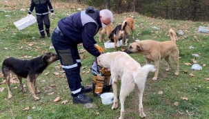 Sokak hayvanlarına kış öğünü