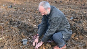 Yaban mersini Marmara Ovası’nın gözde bitkisi olacak