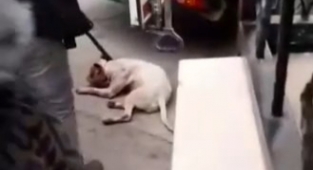 Başıboş Pitbull köpeğine camide operasyon