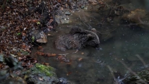 İnegöl'de dereye düşen yaralı ayı kurtarıldı