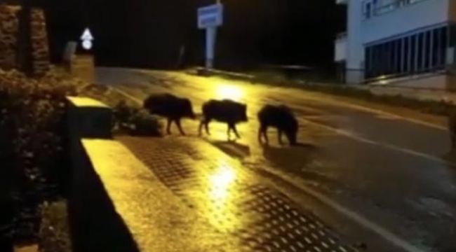 Kar yağışıyla aç kalan domuzlar şehre indi