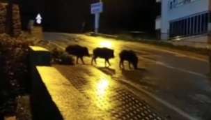 Kar yağışıyla aç kalan domuzlar şehre indi