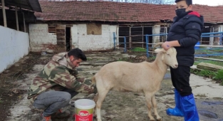 Lisede öğrenciler keçi sağıp, tavuk bakıyor