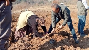 Mavi yemişe 145 bin liralık hibe