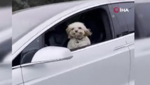 Sürücü koltuğundaki köpek gündem oldu