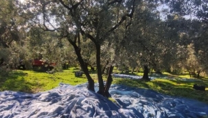 Zeytin toplayan üreticilerin lodosla imtihanı