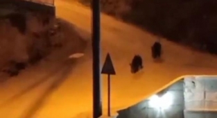 Aç kalan domuzlar şehir merkezine indi