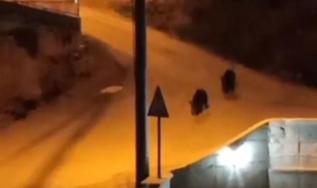 Aç kalan domuzlar şehir merkezine indi