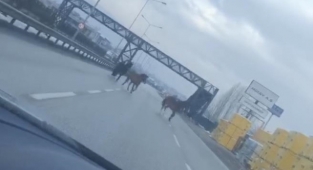 Ana yolda gezen atlar faciaya davetiye çıkarıyor