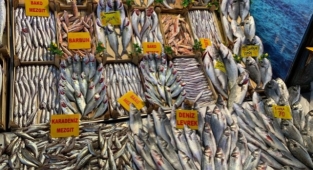 Balık tezgahlarında bolluk başladı