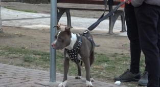 Çocuk parkına terkedilen Pitbull'u kemeriyle yakaladı