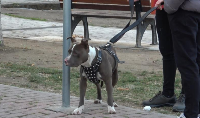 Çocuk parkına terkedilen Pitbull'u kemeriyle yakaladı
